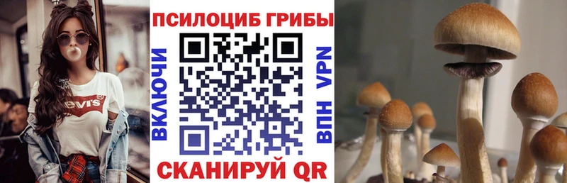 хочу наркоту  Закаменск  Псилоцибиновые грибы Psilocybine cubensis 